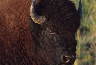 侵动物权？为拍电影 阿尔伯达四头野牛被猎杀