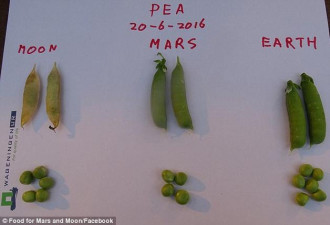 模拟火星土壤种的植物能吃:种植效果跟地球一样