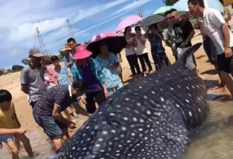 福建海滩现搁浅七星鲨 渔民泼水抢救无效死亡