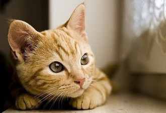 猫掌握物理学规律?靠声音预测猎物藏点
