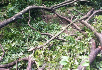 泰国：大树连根拔起 43只猴子睡梦中惨死