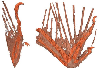 科学家发现琥珀中的古鸟类:侏罗纪公园将成现实