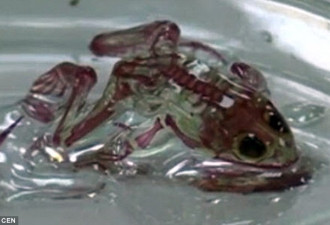俄罗斯发现皮肤透明的变异青蛙:能看到心脏跳动