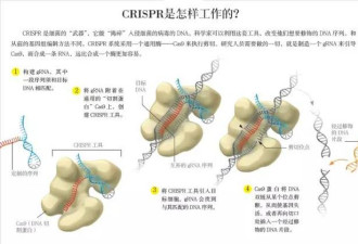 如果你不能接受转基因，基因编辑食品你敢吃吗