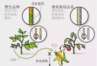 如果你不能接受转基因，基因编辑食品你敢吃吗