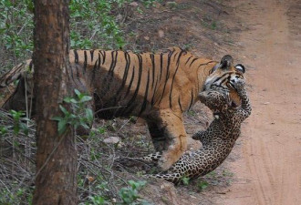 母老虎丛林中捕食豹子惊险场面曝光