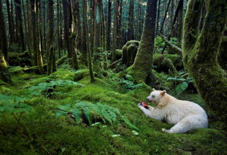 近距离拍摄熊的日常生活：和平温柔且聪明