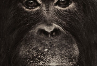 为何猿不会进化为人?它们是人类表亲不是祖先