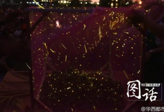 成都公园放飞10万只萤火虫营造浪漫 专家反对