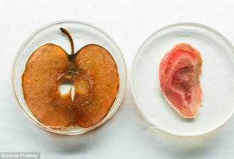科学家用苹果培育耳朵 或成器官移植廉价选择