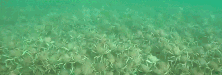 澳大利亚海域现庞大蜘蛛蟹群：聚集或因交配