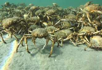 澳大利亚海域现庞大蜘蛛蟹群：聚集或因交配