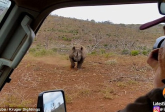 惊魂一刻:游客拍犀牛 没想到竟惹其冲撞