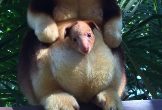 呆萌!澳大利亚树袋鼠宝宝可爱现身 网上爆红