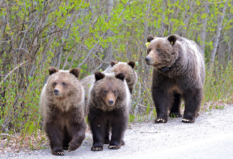 加拿大公园部忠告游客不要走近山中野生动物