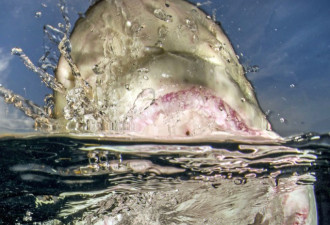 摄影师近距离拍摄柠檬鲨：血盆大口獠牙锯齿
