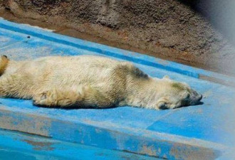 悲伤！没能搬来加拿大的北极熊去世了
