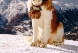 圣伯纳犬:为什么这种大胖狗会被瑞士人视为国宝
