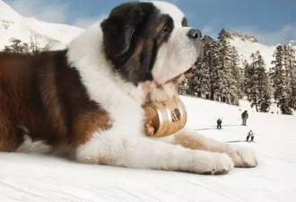 圣伯纳犬:为什么这种大胖狗会被瑞士人视为国宝