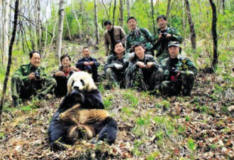 大熊猫数量迅速增加  摆脱灭绝危机