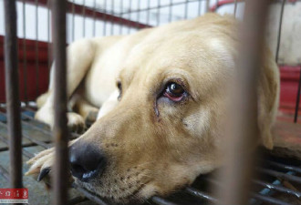 CNN:中国狗肉节让世界哗然 吃狗真那么坏？