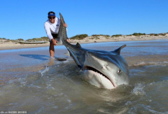 澳洲渔民“放长线钓大鱼” 四天捕获10头虎鲨