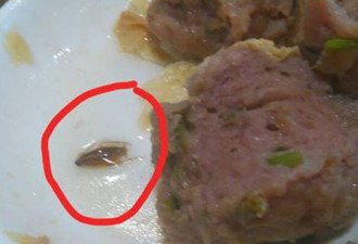 菜盘里躺着死蟑螂 士嘉堡华人餐厅吃黄牌