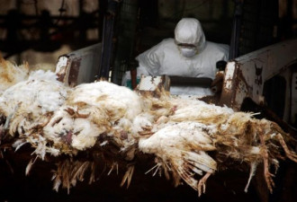 安省鸭场染禽流感 1.4万只鸭将人道毁灭