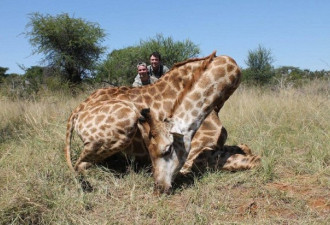 长颈鹿狮子上餐桌 瑞典男子猎食南非动物引众怒