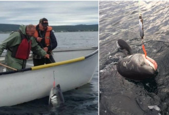 纽芬兰省的钓鱼者体验了一把钓到鲨鱼的惊险