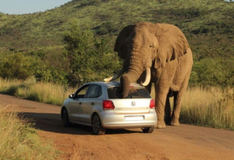 大象拦下汽车吓坏乘客 没想到接下来让人捧腹