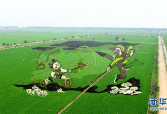 创意农业：巨幅稻田画《大闹天宫》亮相沈阳