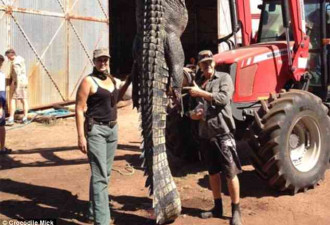澳洲居民发现9米长巨型鳄鱼 体形神似“恐龙”