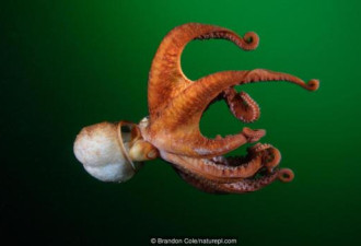 章鱼是海洋生物中的天才 逃离水族馆小菜一碟