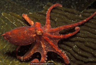 章鱼是海洋生物中的天才 逃离水族馆小菜一碟