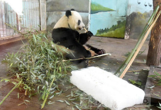 济南酷暑：大熊猫抱冰块 黑猩猩喝绿豆汤
