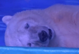世界上最悲伤的北极熊在中国：关在广州商场