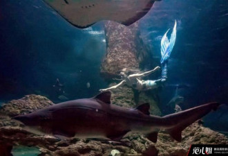 澳洲闺蜜情迷迪斯尼 斥巨资扮美人鱼同鲨鱼游泳