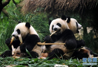 全球唯一存活大熊猫三胞胎断奶:能独立生活