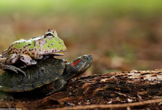 滑稽！青蛙本想搭便车 嫌乌龟爬行慢跳下推它