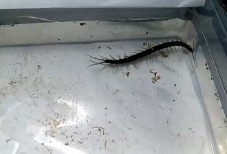 科学家确定蜈蚣新物种：长度20厘米 游泳似鳗鱼