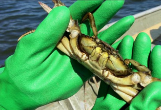 生态旅游：今年夏天去新斯科舍省抓螃蟹吧！