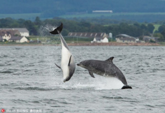 苏格兰海豚翻腾跳跃 岸边游客驻足围观