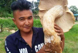 比腿还粗！云南村民捡到3朵巨型野生菌