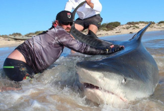 澳洲垂钓者徒手钓鲨鱼 称逗鲨鱼如逗小狗
