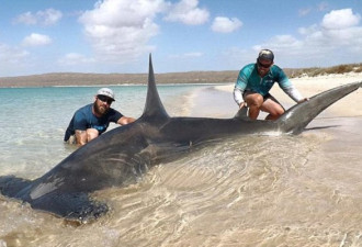 澳洲垂钓者徒手钓鲨鱼 称逗鲨鱼如逗小狗