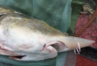渔民在长江发现凶猛食肉鱼 体长2米重达200斤