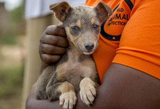 世界动物协会重要里程 狂犬疫苗接种次数达百万