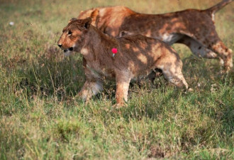 保护区内温情故事:幼狮不顾一切救援被攻击母狮