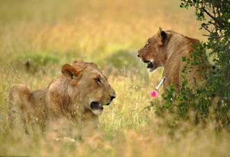 保护区内温情故事:幼狮不顾一切救援被攻击母狮
